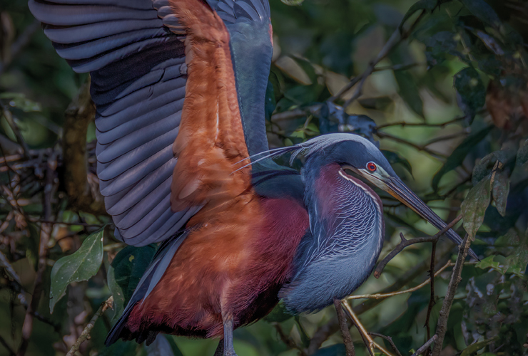 Garza Agami