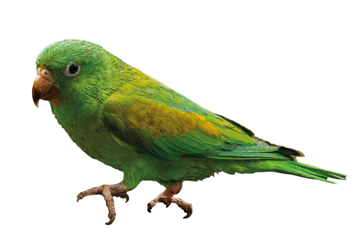 Perico