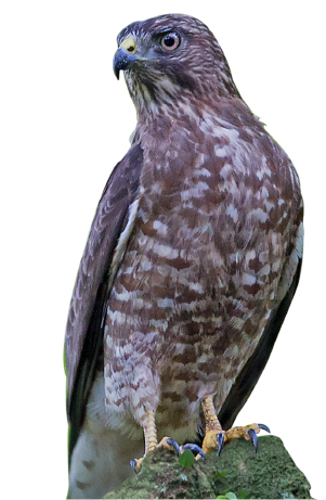 aguila